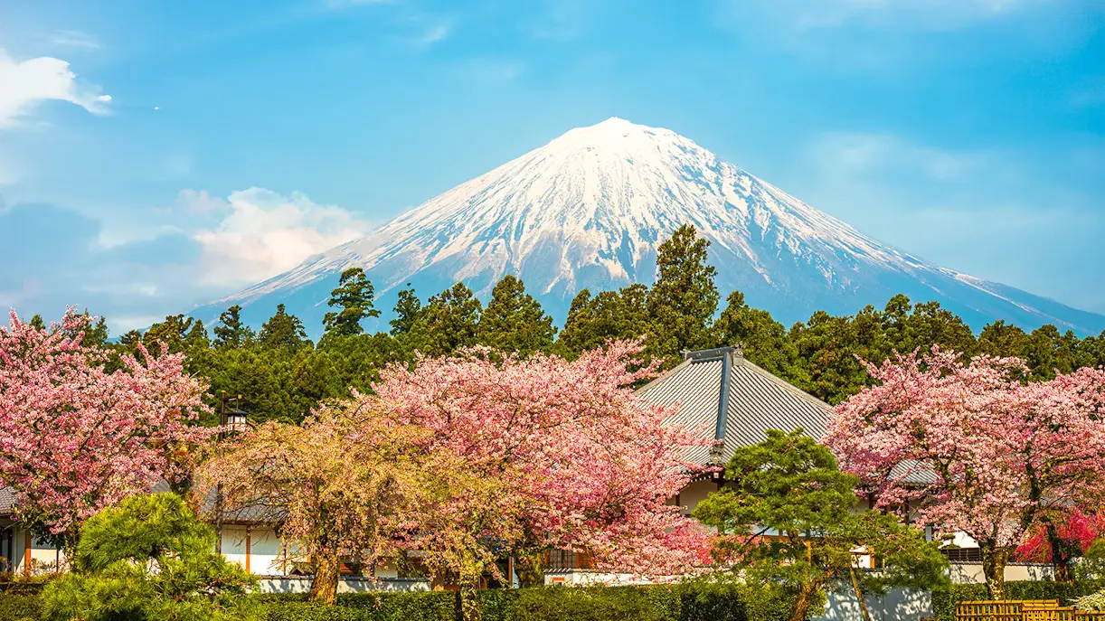 Mount Fuji with a snow-capped peak surrounded by cherry blossom trees and traditional Japanese buildings under a bright blue sky.